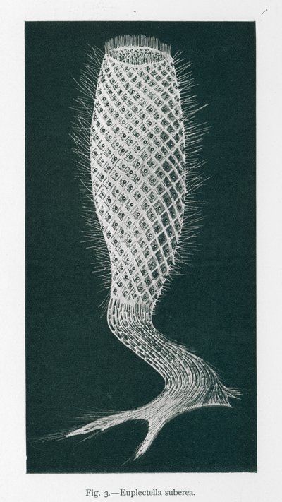 Bellezze della natura: Euplectella Suberea (litografia) da English School
