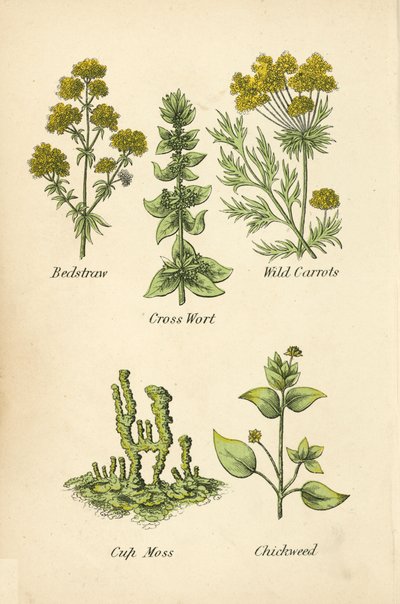 Caglio, Croce di erba, Carote selvatiche, Muschio a coppa, Stellaria da English School