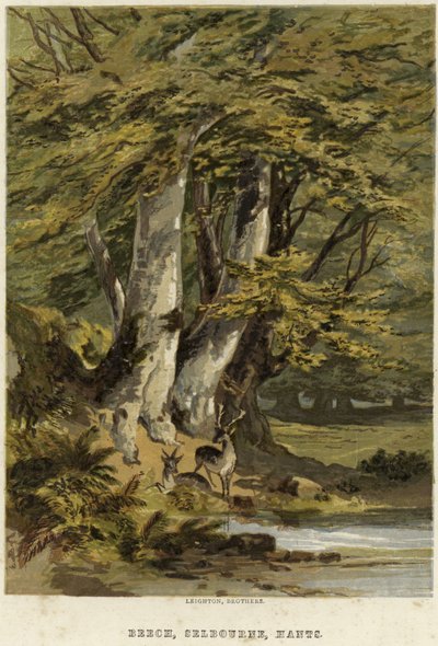 Faggi, vicino a Selborne, Hampshire da English School