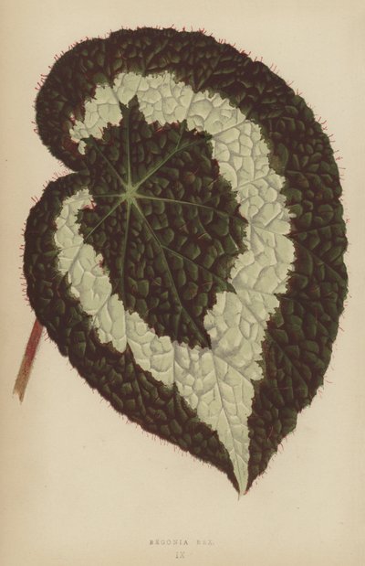 Begonia Rex da English School