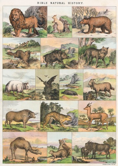 Storia naturale della Bibbia da English School