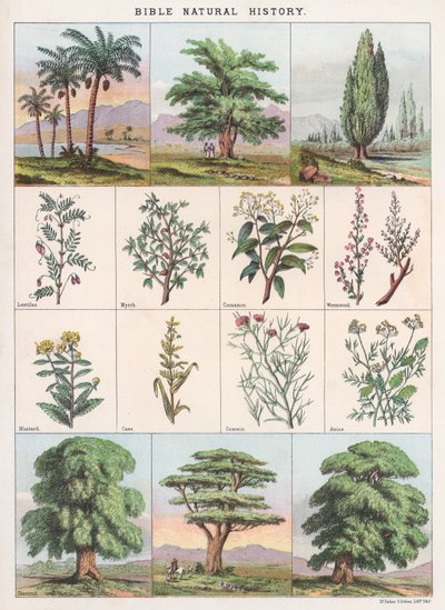 Storia naturale della Bibbia da English School