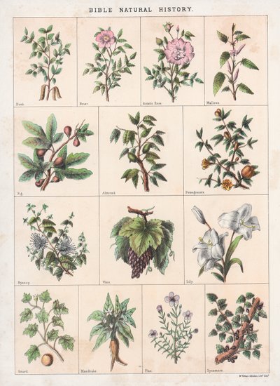 Storia Naturale della Bibbia da English School