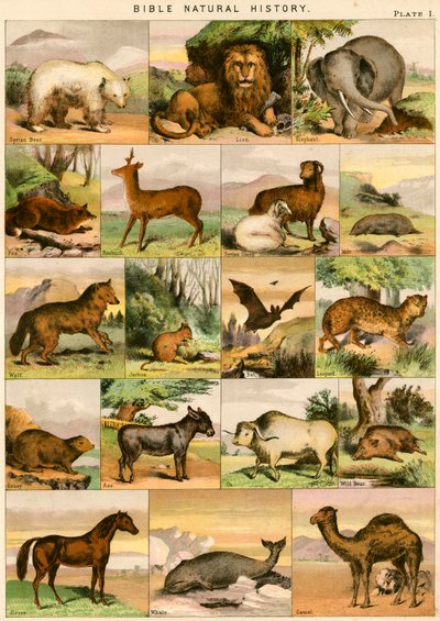 Storia naturale della Bibbia da English School