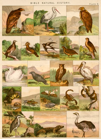 Storia naturale della Bibbia da English School
