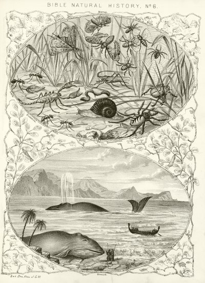 Storia naturale della Bibbia da English School