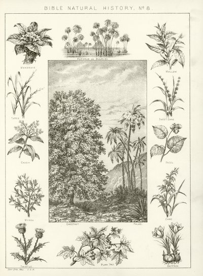 Storia naturale della Bibbia da English School