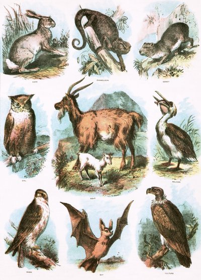 Illustrazioni bibliche da English School