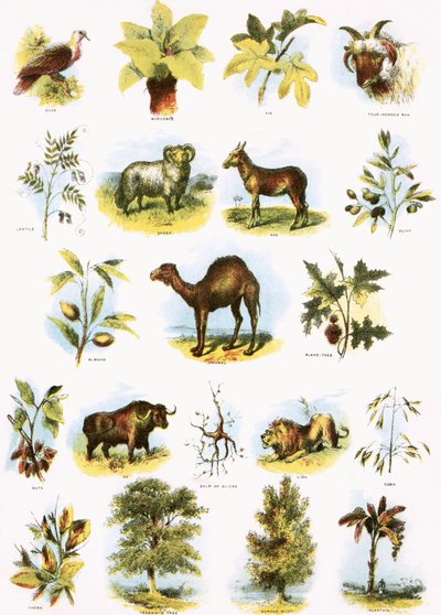 Illustrazioni bibliche da English School