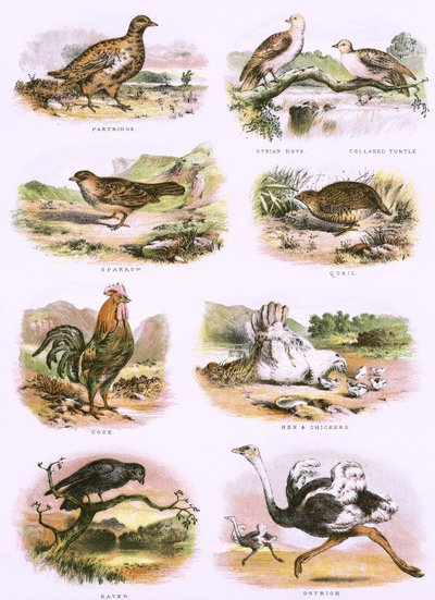 Storia naturale biblica da English School