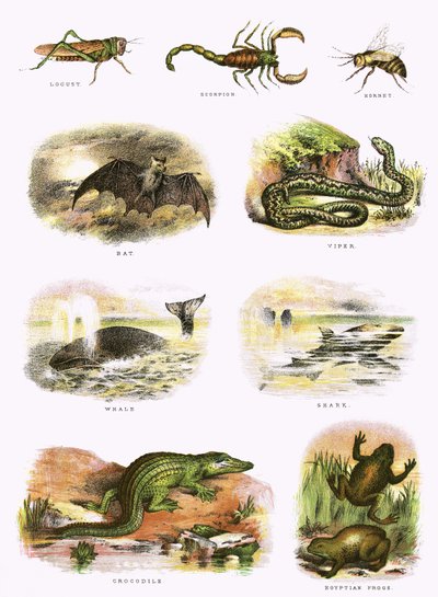 Storia naturale biblica da English School