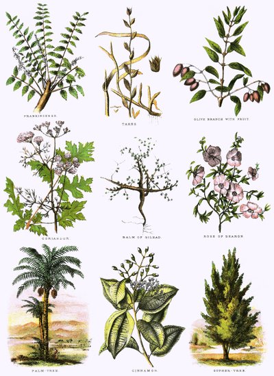 Storia naturale biblica da English School