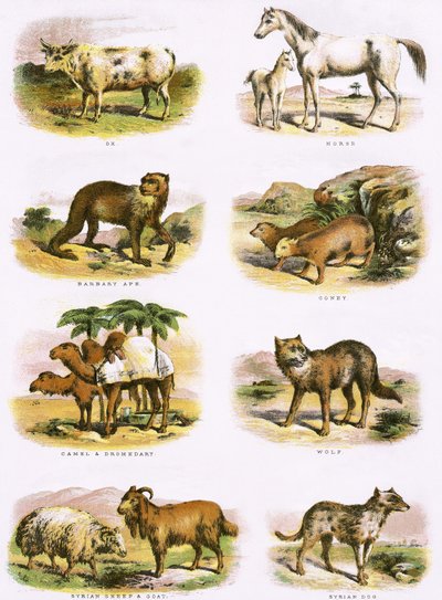 Storia naturale biblica da English School