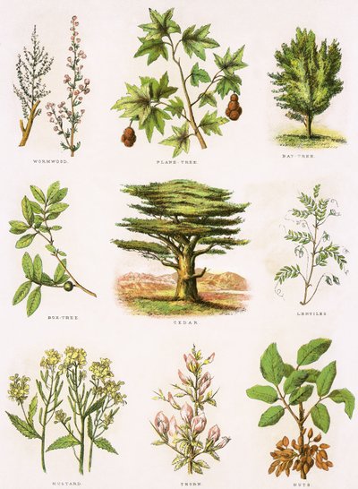 Storia naturale biblica da English School