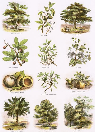 Storia naturale biblica da English School