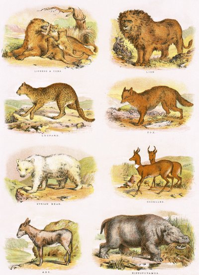 Storia naturale biblica da English School