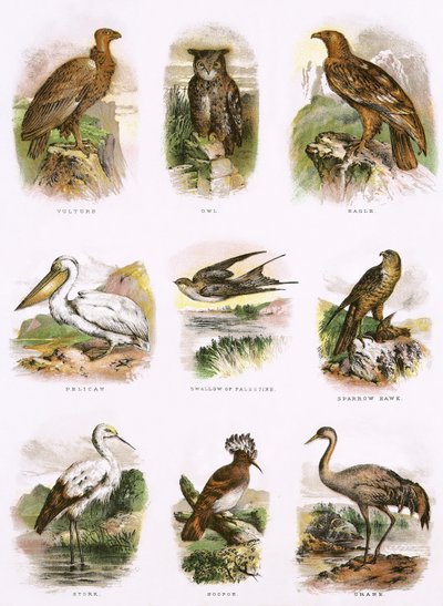 Storia naturale biblica da English School
