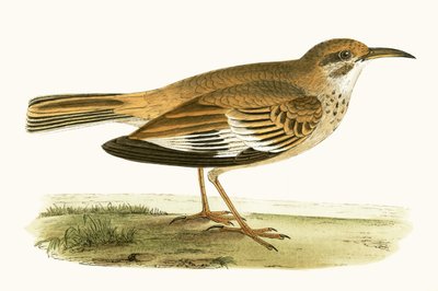 Allodola bifasciata, illustrazione da 