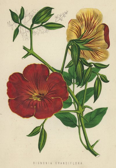 Bignonia Grandiflora da English School