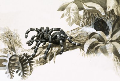 Ragno mangiatore di uccelli dell