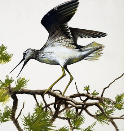 Uccello da English School