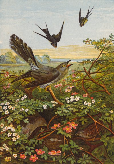 Uccelli (litografia a colori) da English School