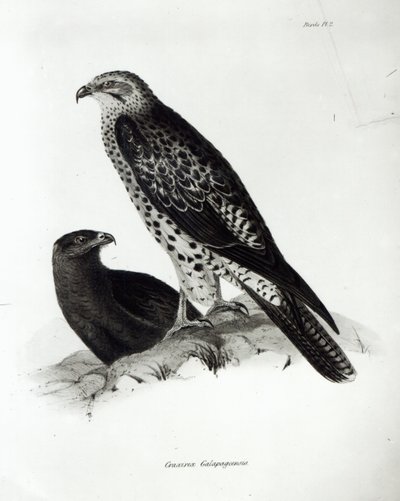 Uccelli rapaci, tavola 2 da 