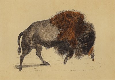 Bisonte da English School