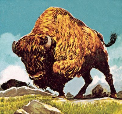 Bisonte da English School