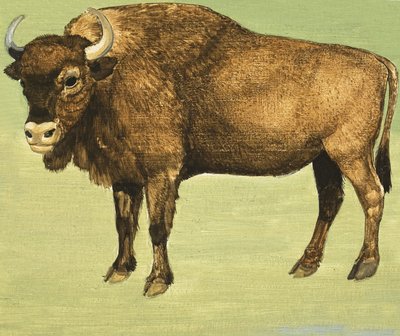 Bisonte o Bufalo Americano da English School