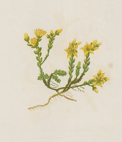 Borracina acre, Sedum Acre da English School