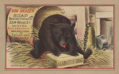 Orso nero da English School