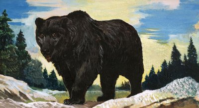 Orso nero da English School