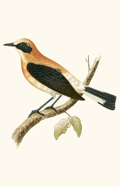 Culbianco dalle Orecchie Nere, illustrazione da 