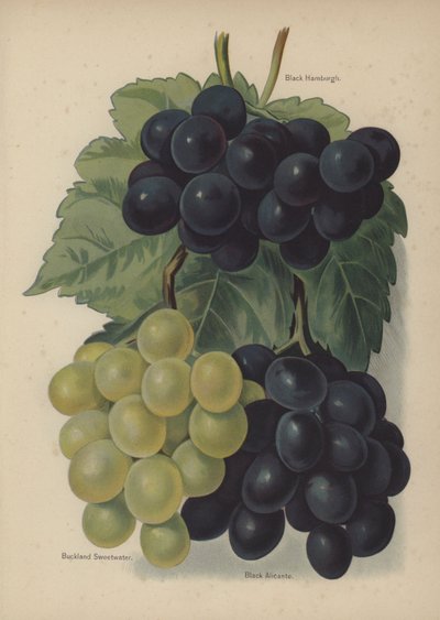Black Hamburgh, Buckland Sweetwater, Black Alicante da English School