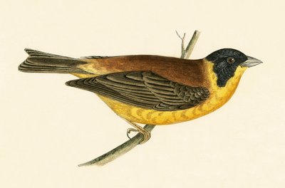 Zigolo nero, illustrazione da 