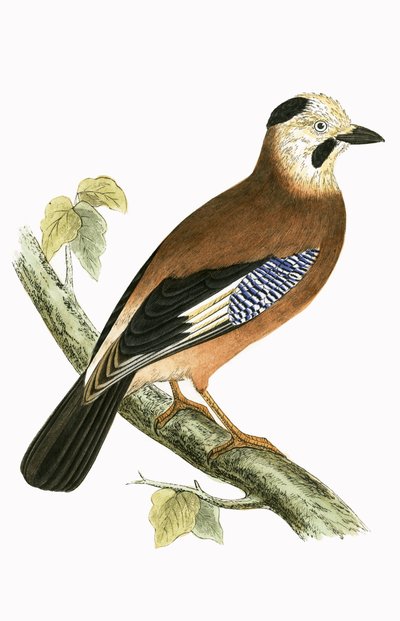 Ghiandaia dal capo nero, illustrazione da 