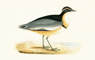 Piviere Testanera, illustrazione da 