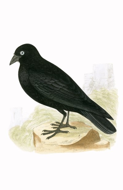 Taccola nera, illustrazione da 