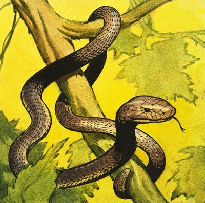 Mamba nero da English School