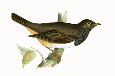 Tordo dalla gola nera, illustrazione da 