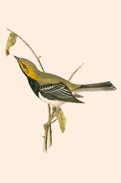 Parula dalla gola nera, illustrazione da 