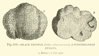 Tartufo nero (Tuber melanospermum); Un fungo sotterraneo da English School