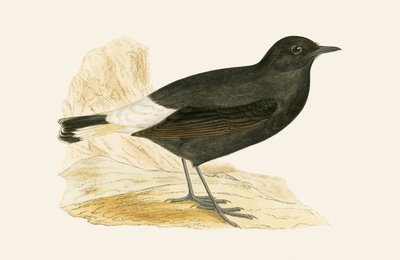 Culbianco nero, illustrazione da 