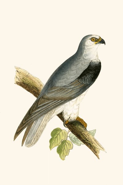 Nibbio dalle ali nere, illustrazione da 