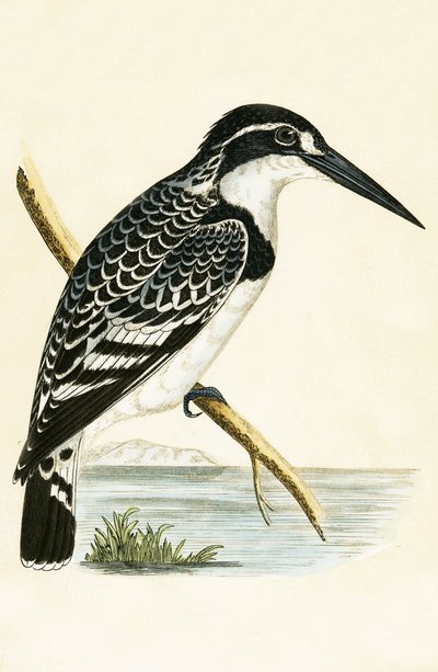 Martin pescatore bianco e nero, illustrazione da 