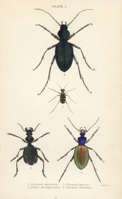 Scarabeo tigre maculato blu o dorato, Cicindela aurulenta, scarabeo terrestre dai denti a sciabola, Anthia decemguttata, grande scarabeo terrestre viola, Carabus scabrosus tauricus, e scarabeo terrestre, Carabus hispanus da English School