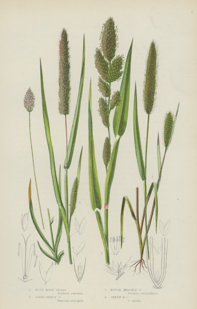 Erba di Brughiera Blu, Erba di Panico Sciolto, Erba Setolosa Ruvida, Erba Setolosa Verde da English School