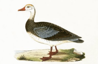Oca dalle ali blu, illustrazione da 