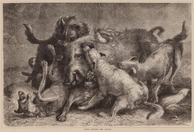 Caccia al cinghiale, l